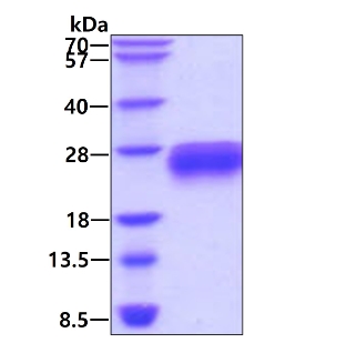 3 μg by SDS-PAGE under reducing condition and visualized by coomassie blue stain.